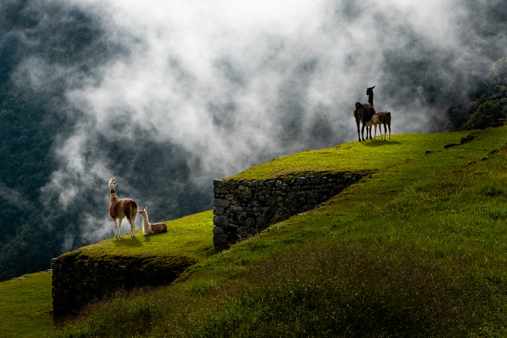 The Pulse of Pachamama